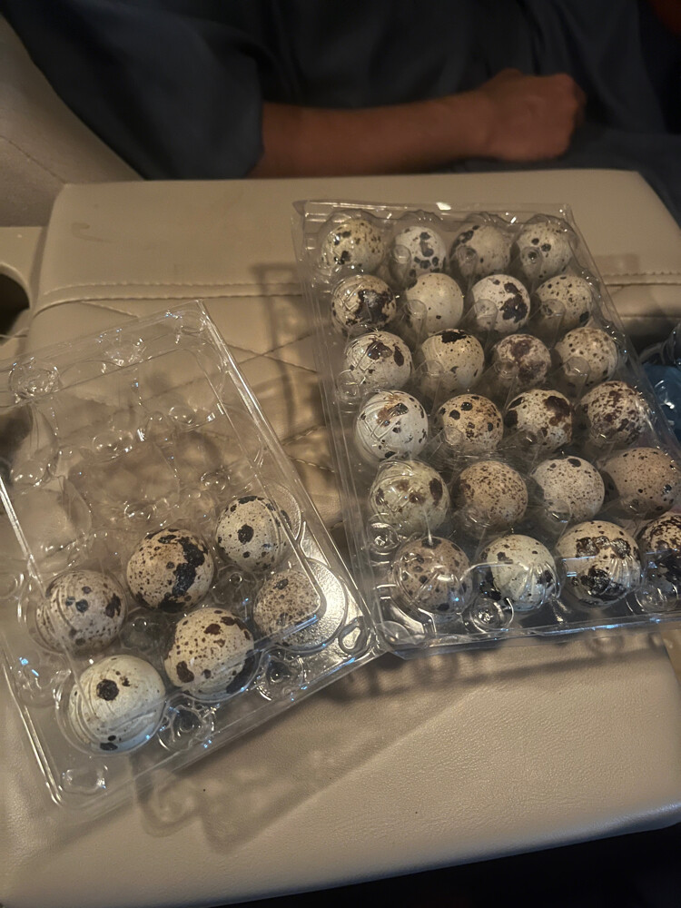 quail eggs  - 3