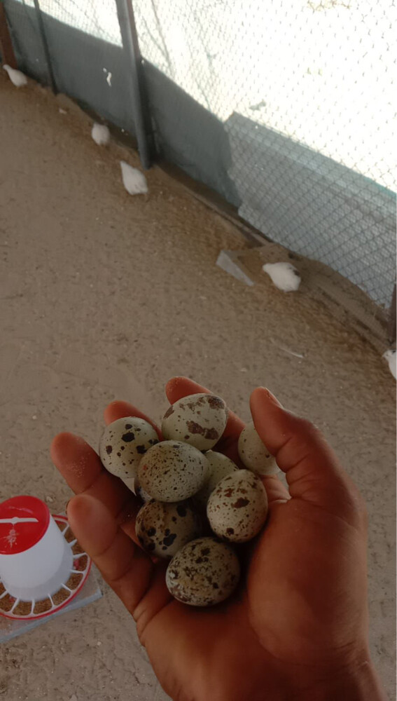 quail eggs  - 2