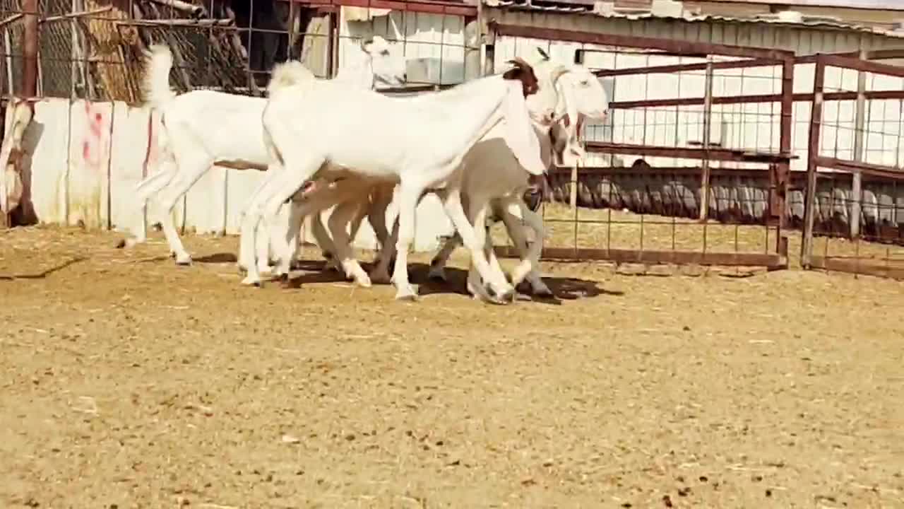 للبيع جمد مشاريك - 1