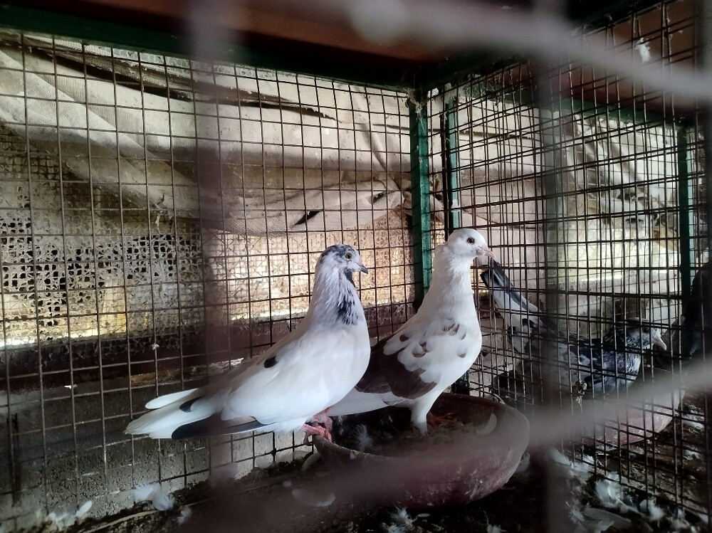 حمام محاكر منتج - 7