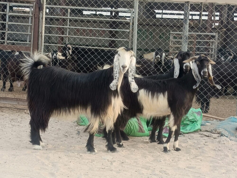 للبيع معزا عوارض حقب طيبات - 2