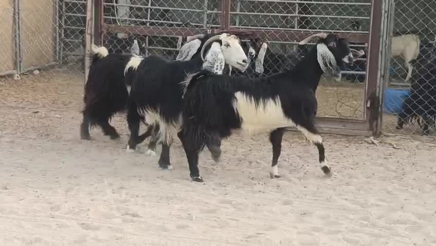 للبيع معزا عوارض حقب طيبات - 1
