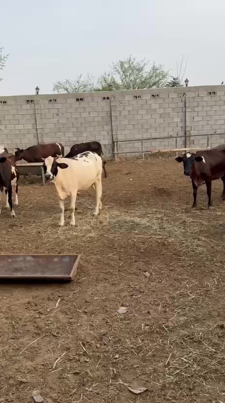 للبيع بقر - 1