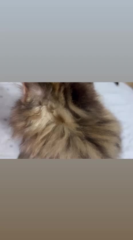 شيرازي بيور - 2