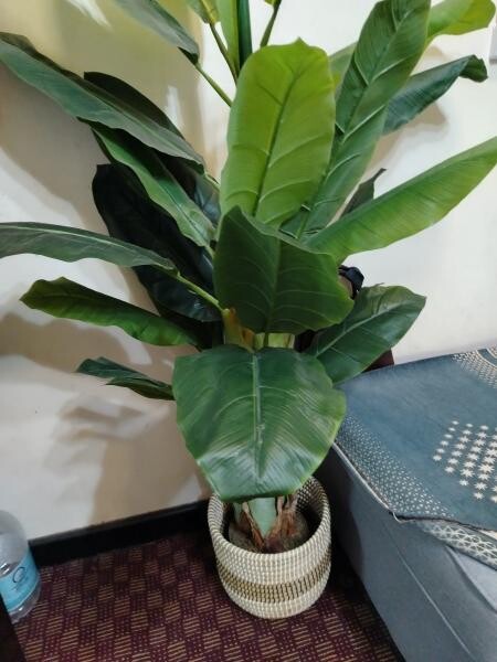 Plant artificial delivery - 3