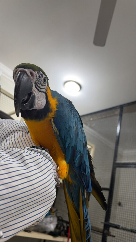 Blue and gold macaw  - 1