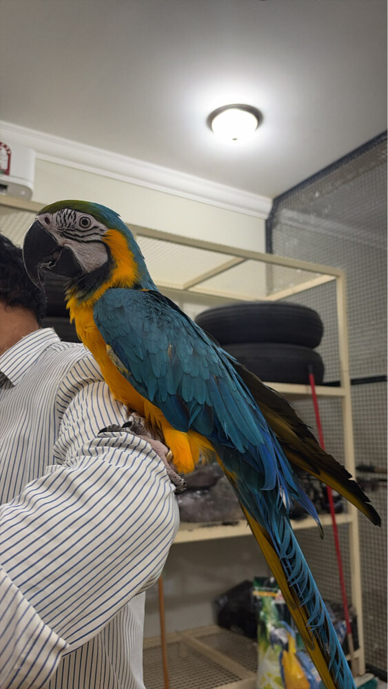 Blue and gold macaw  - 2