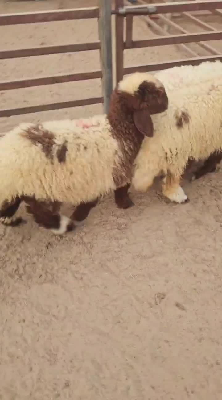 رخال درجة اولى - 1