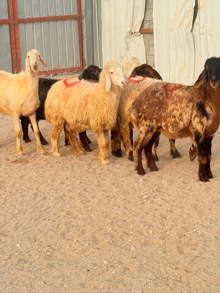 للبيع شويهات عرب دفيع - 3