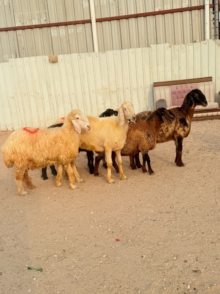 للبيع شويهات عرب دفيع - 1