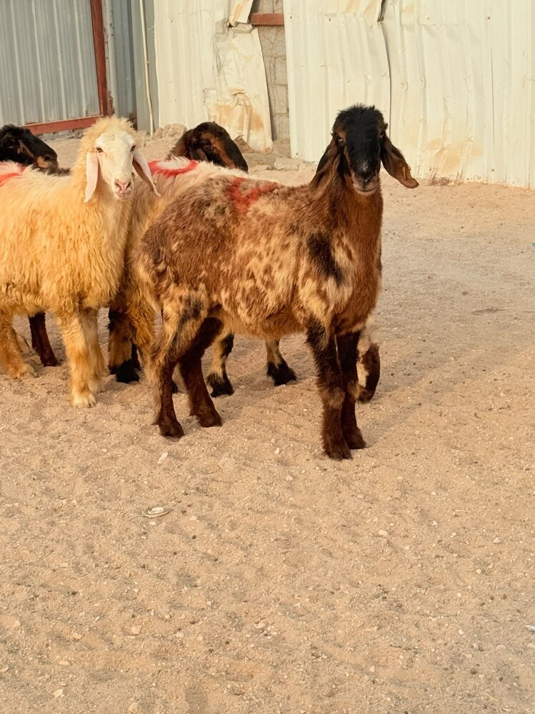 للبيع شويهات عرب دفيع - 2