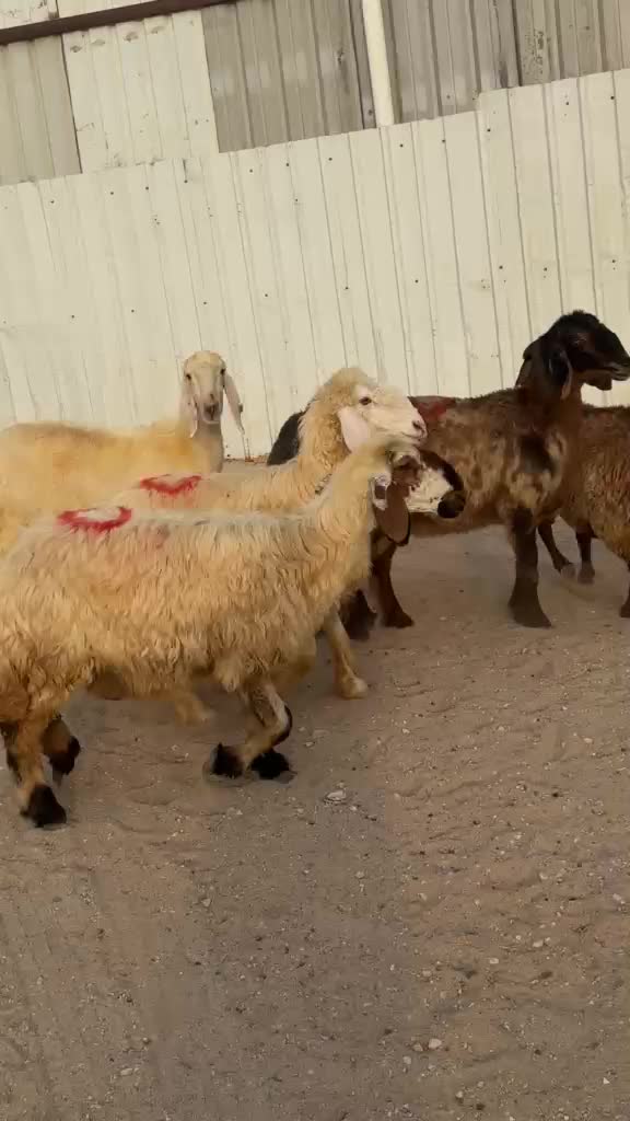 للبيع شويهات عرب دفيع - 5