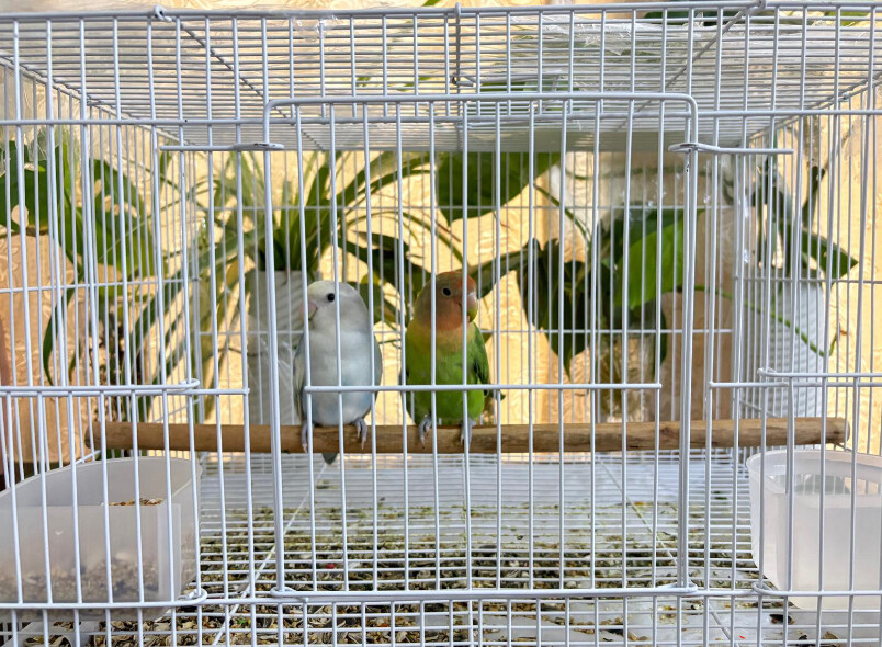 lovebird pair - 2