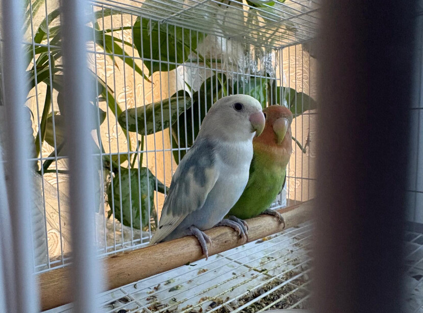 lovebird pair - 1