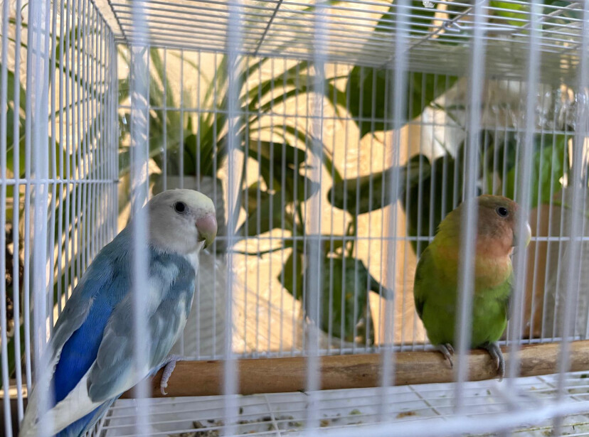 lovebird pair - 3