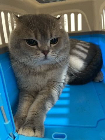 سكوتش فولد - 3