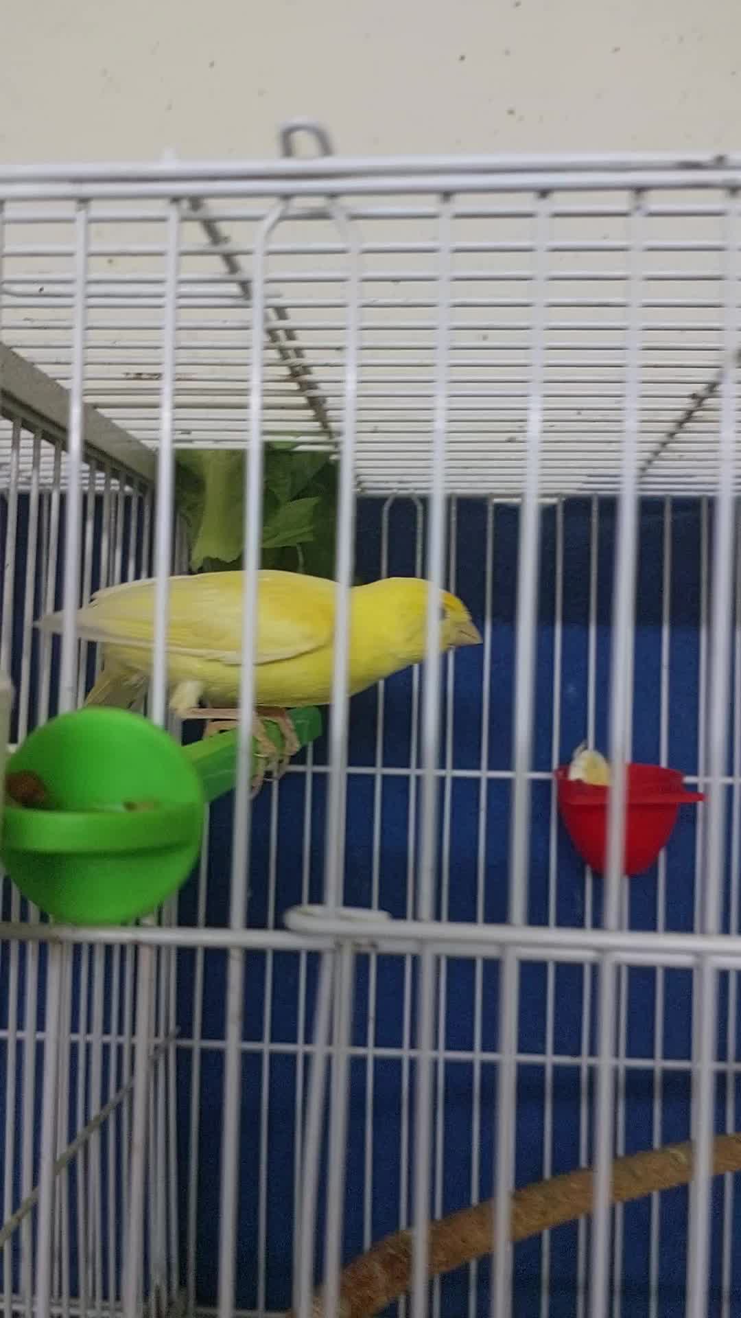 Canary Male - 1