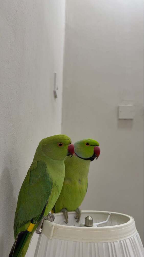 للبيع - 2