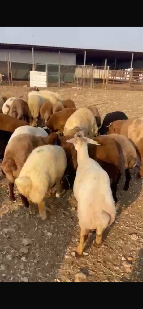ذبايح - 1