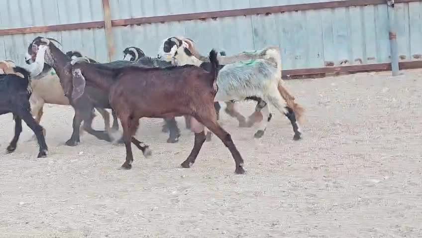 للبيع معزه عوارض دفيع شرط طيبه - 1