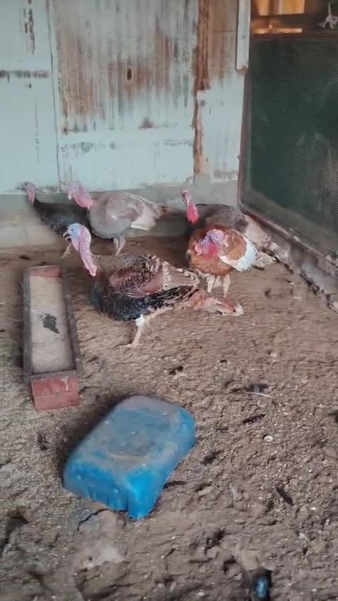للذبح والانتاج - 1