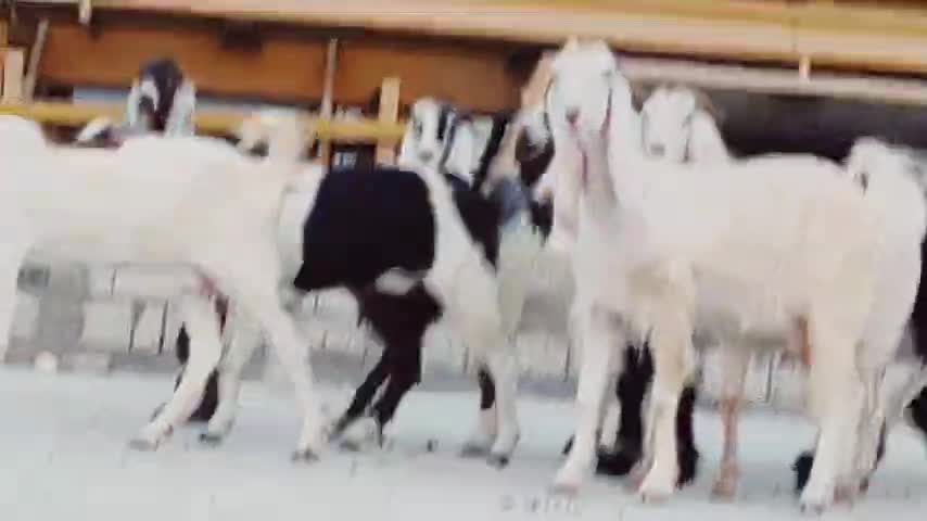 معزم راح واحد كلها شباب - 1