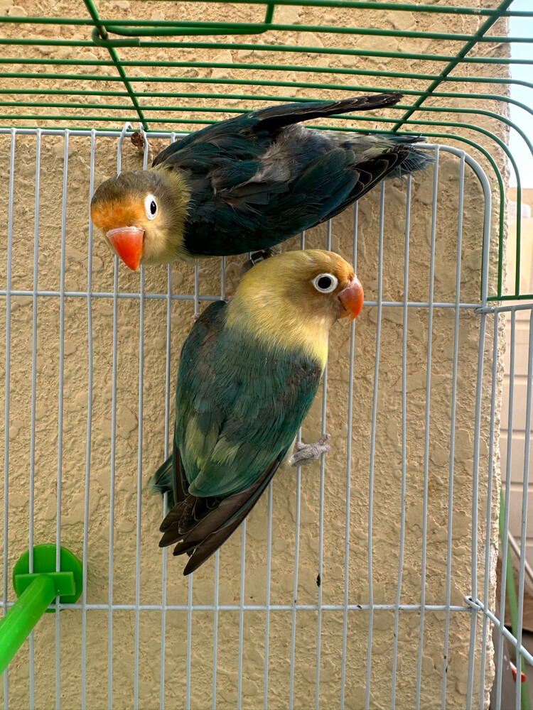 fisher pair - 3