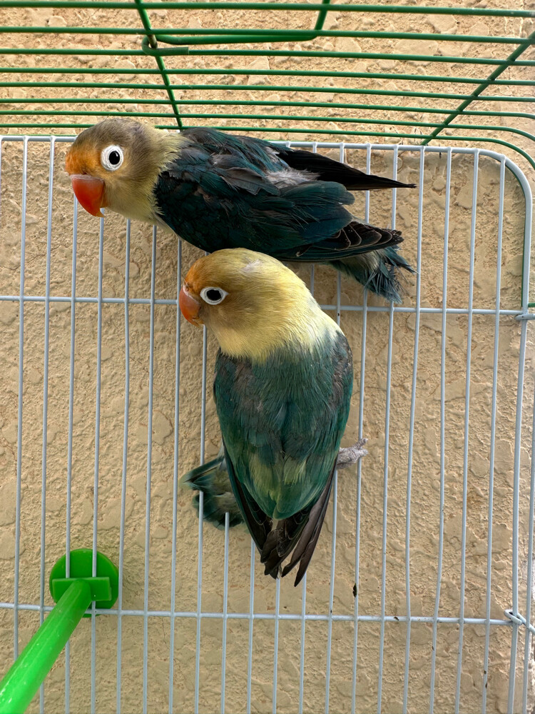 fisher pair - 5