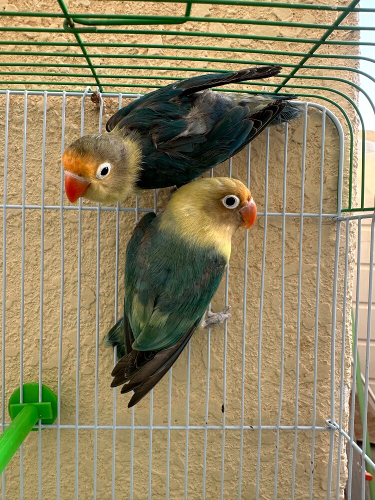 fisher pair - 4