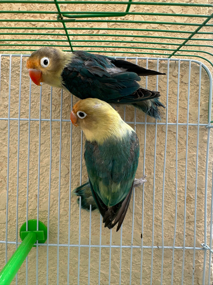 fisher pair - 1