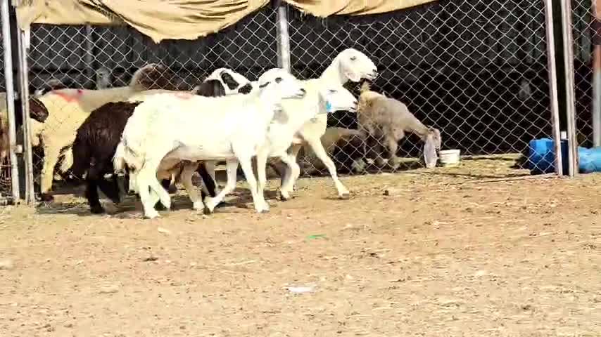للبيع شويهات حبص دفيع شرط - 1