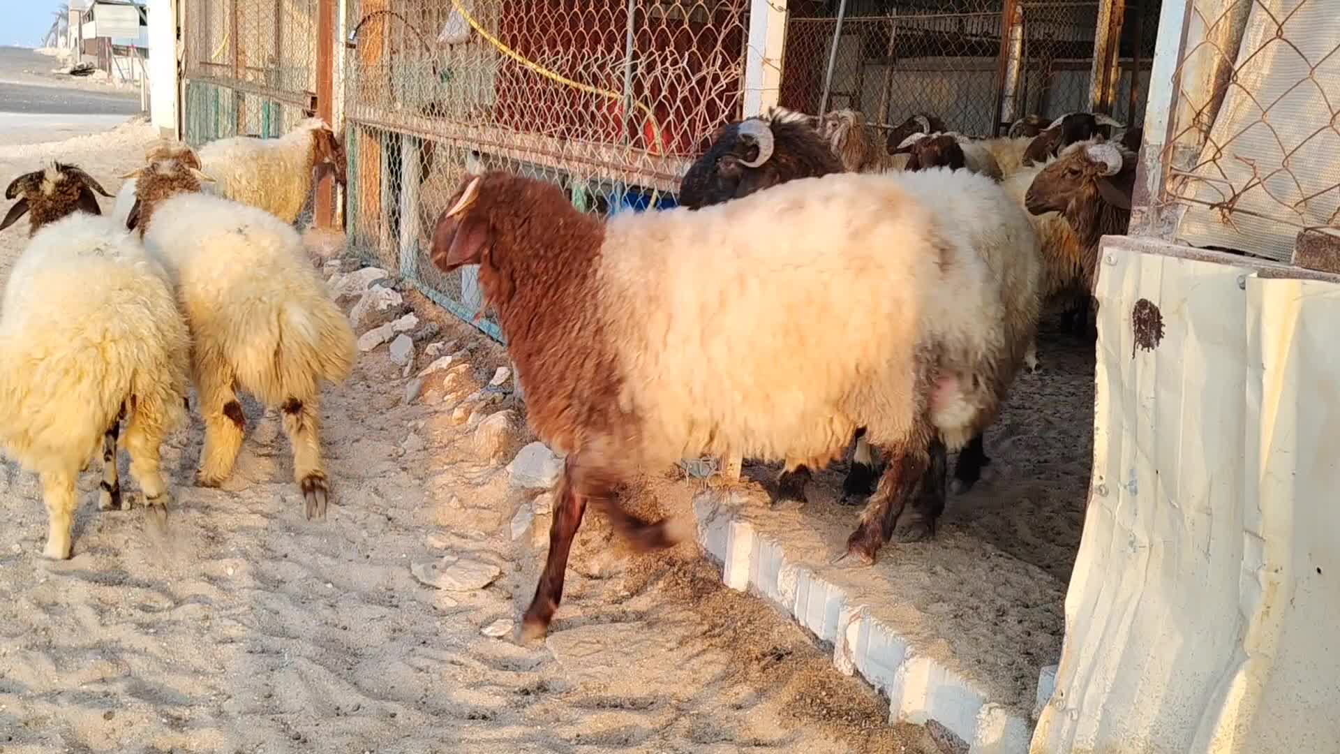 خرفان ذبايح سوريات طيبه - 1