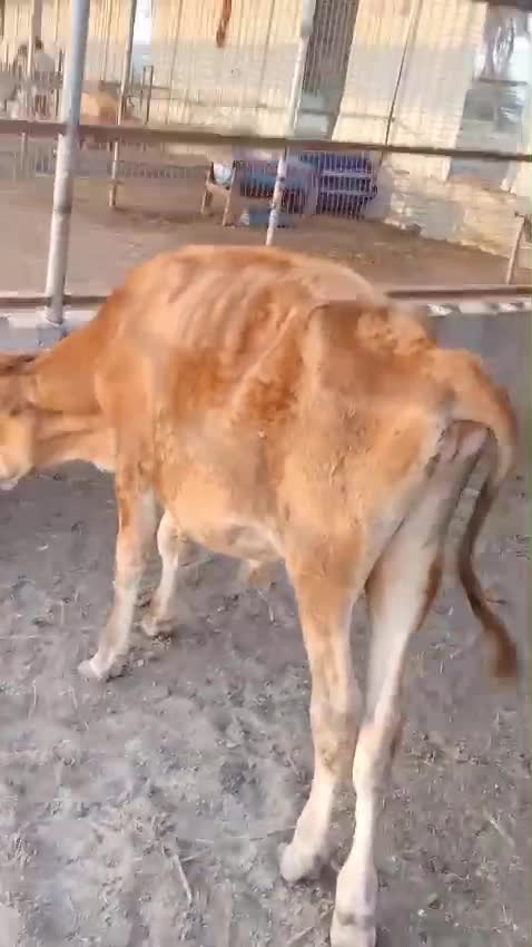 للبيع عجل  - 1