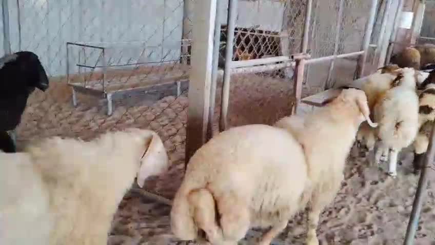 ذبايح سوريات - 1