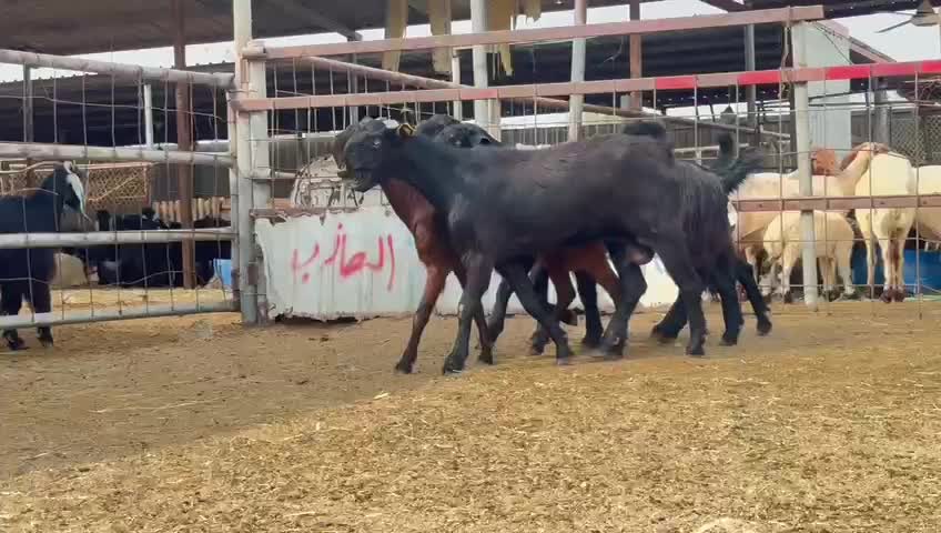 معزاشاميات - 1