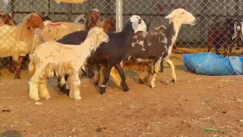 للبيع شوهات نجد وليد طيبه - 1