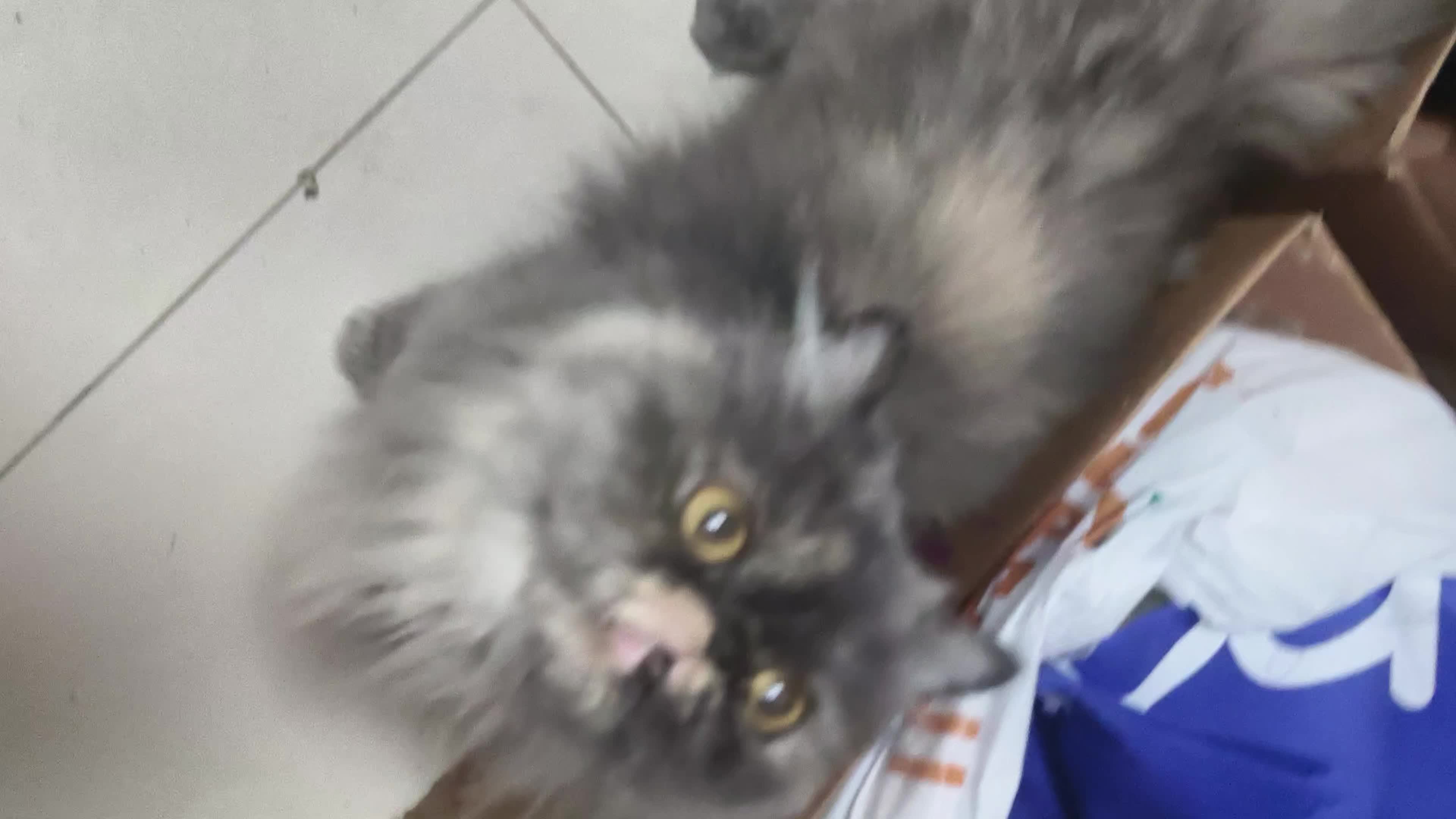 free Persian Longhair Female Cat - 5