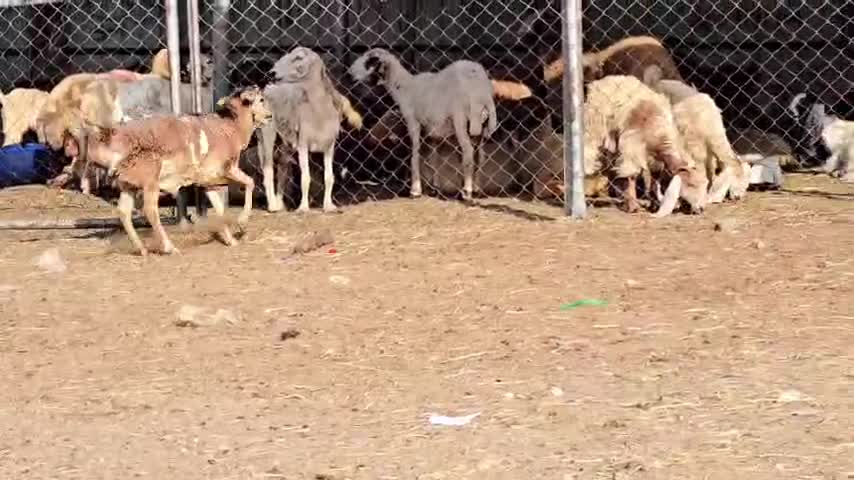 للبيع فحل بربري طيب - 1