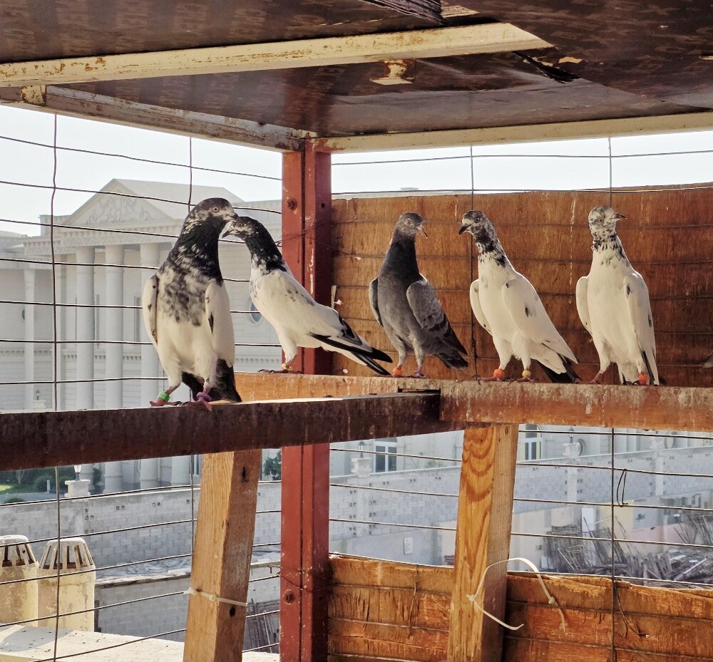 Pakistani pigeons - 1