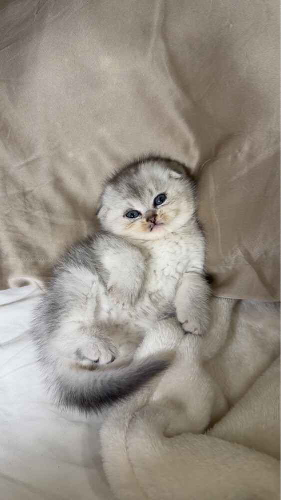 cat for sale - 2