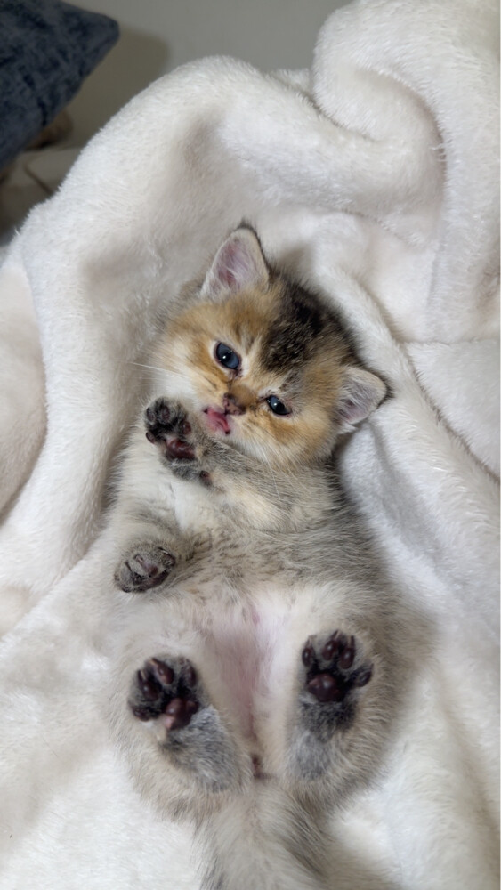 cat for sale - 4