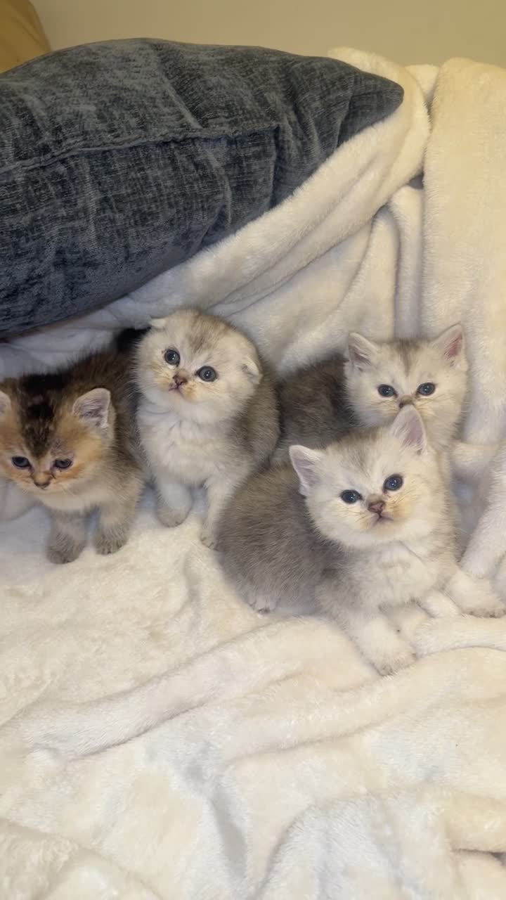 cat for sale - 5