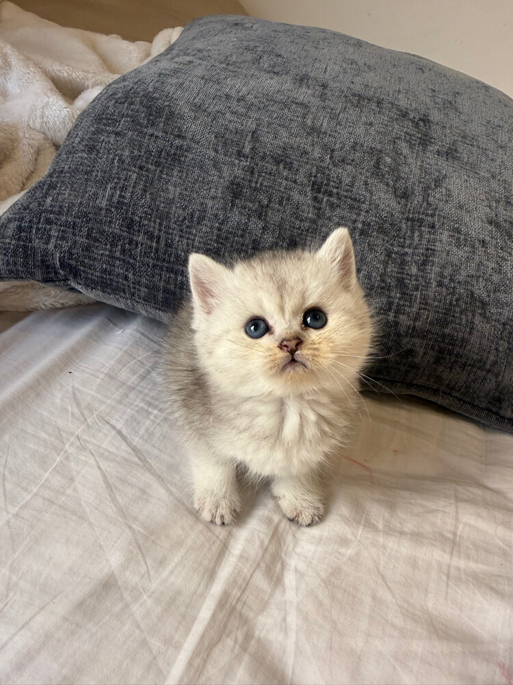 cat for sale - 3