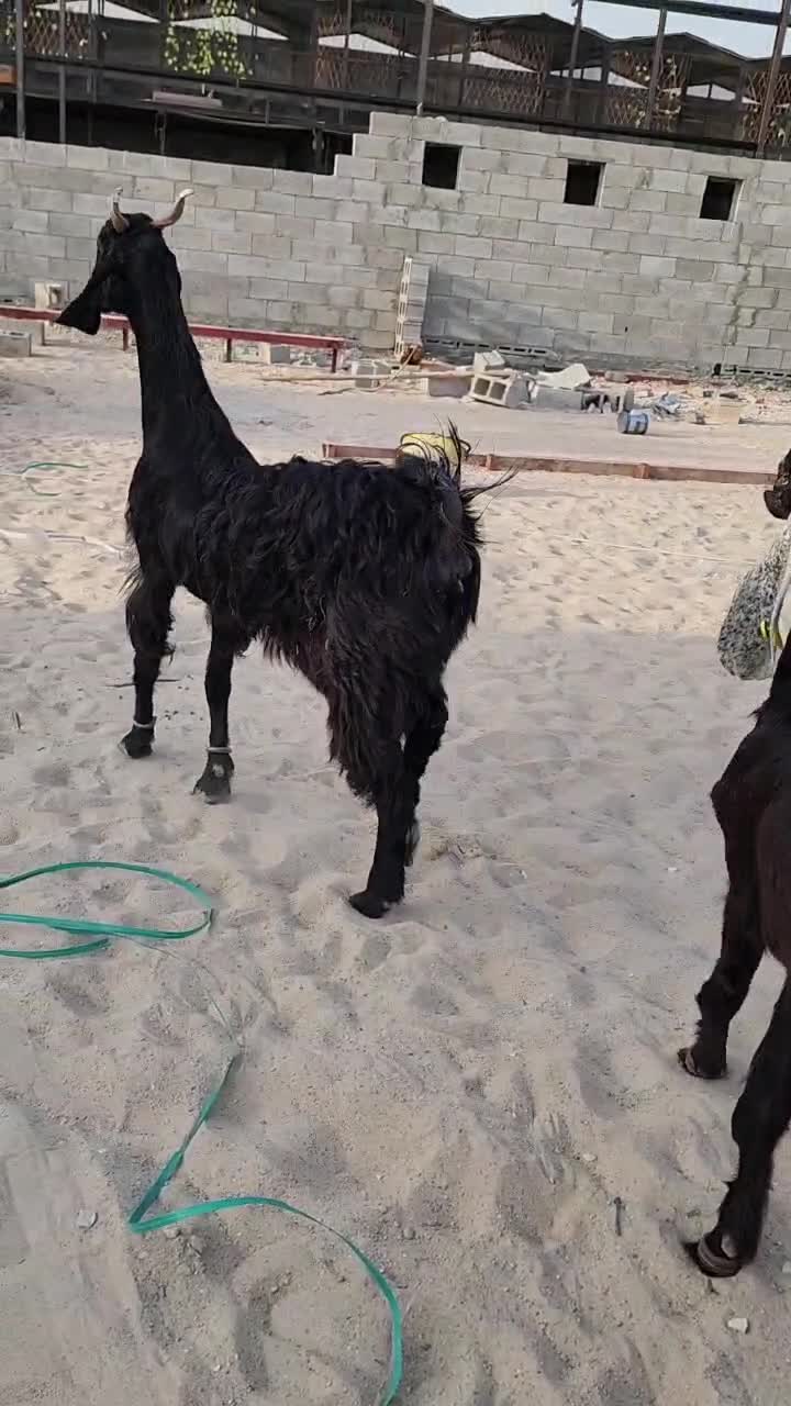 معز الراقص - 1