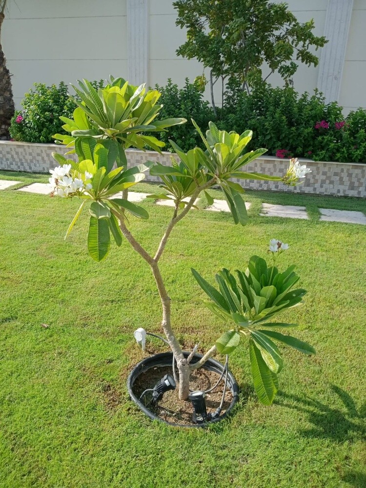 نباتات متنوعة - 6