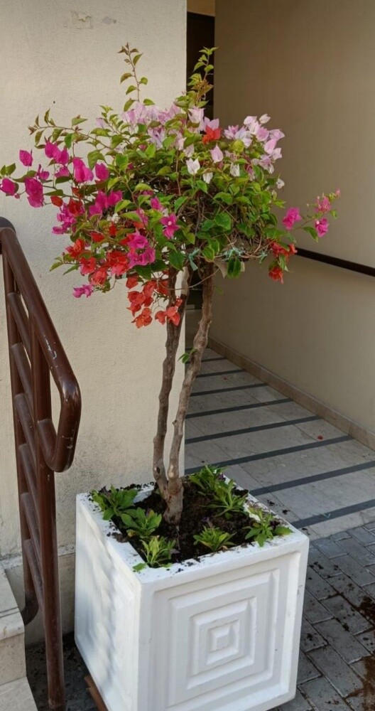 نباتات متنوعة - 4