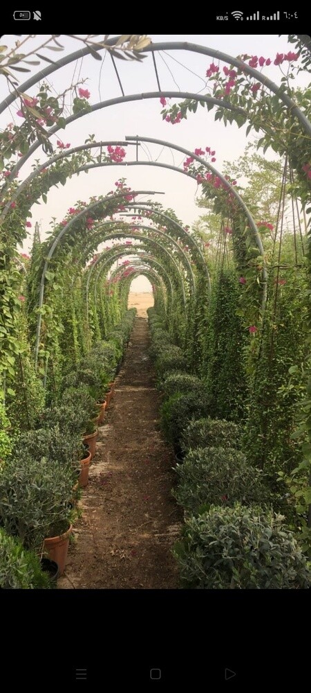 نباتات طبيعة - 6