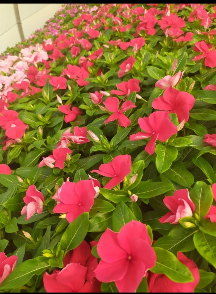 نباتات طبيعة - 4