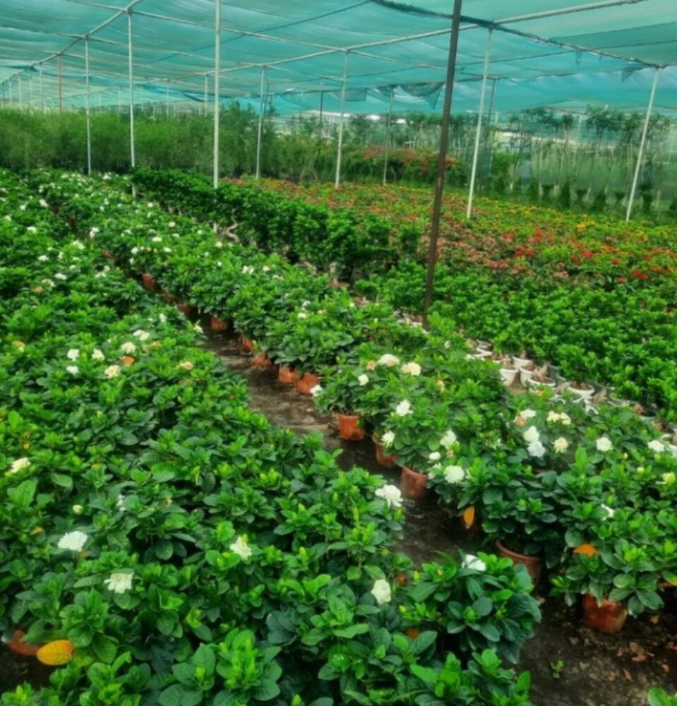 نباتات طبيعة - 7