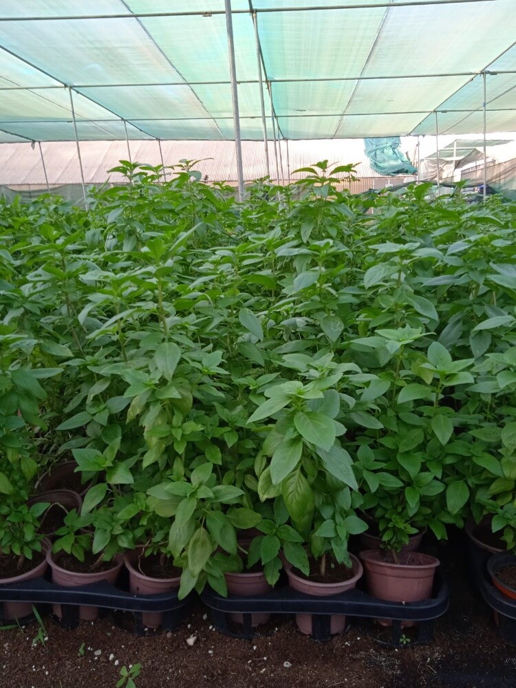 نباتات طبيعة - 1